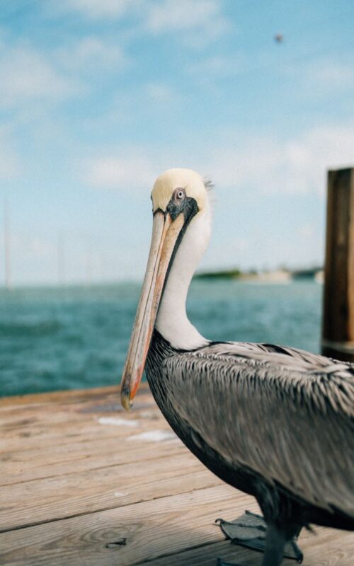 pelican on anna maria island