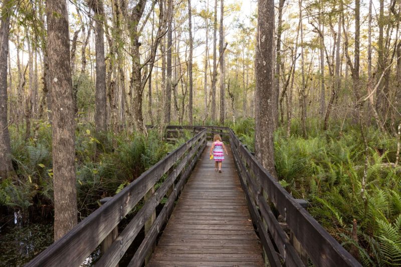 girl walks on a wooden boardwalk in a wetland area