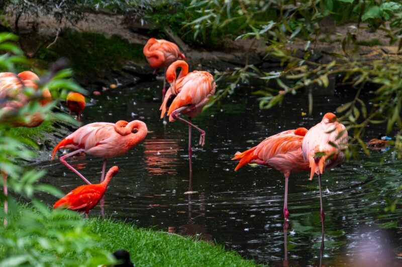 flamingos in sarasota