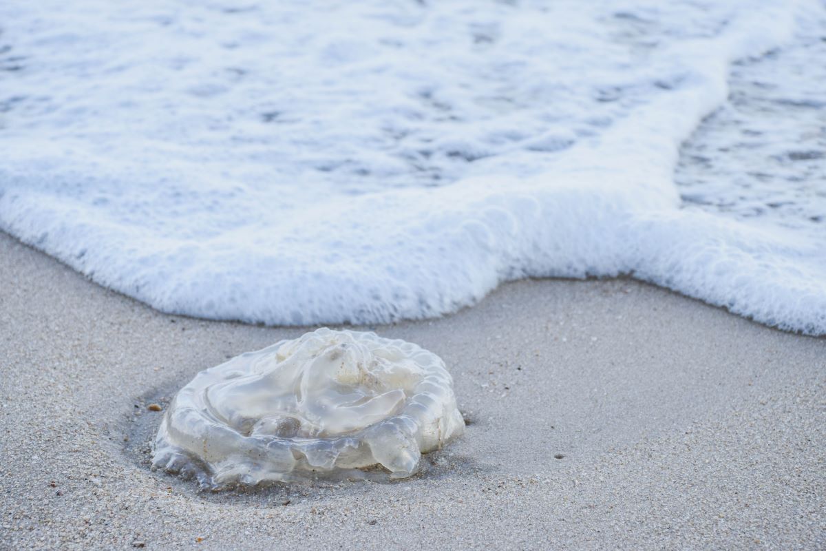 Treat a Jellyfish Sting Lizzie Lu's Island Retreat