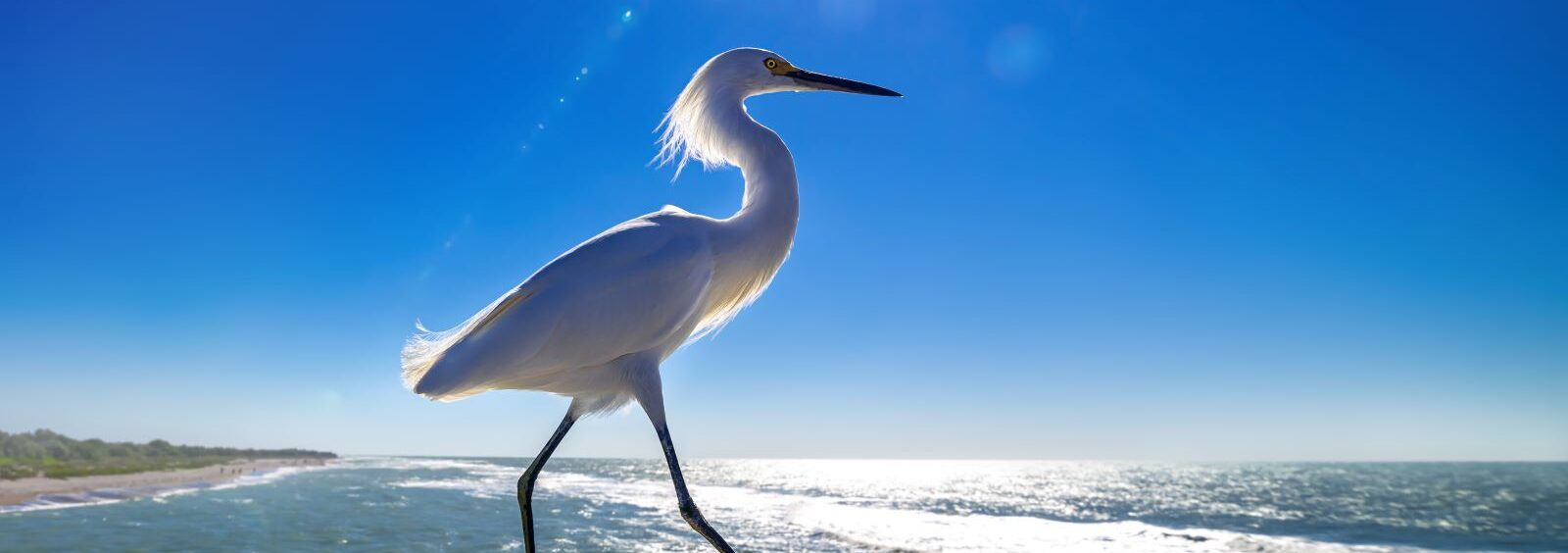 6 Popular Water Birds of Anna Maria Island Feature Image