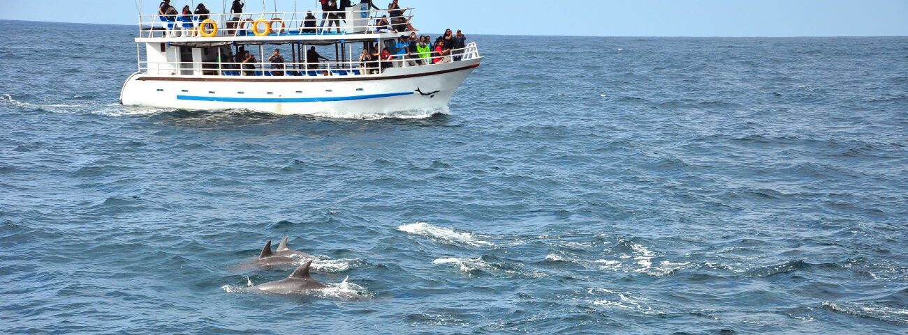 Experience a Dolphin Tour in Anna Maria Island Feature Image