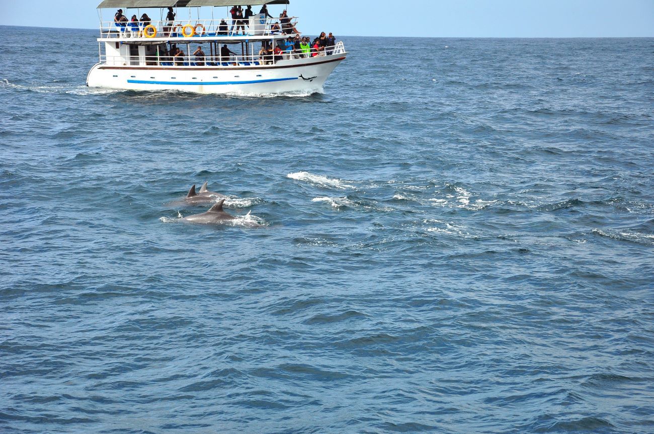 anna maria island dolphin tour