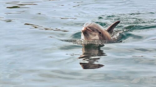 dolphin up close