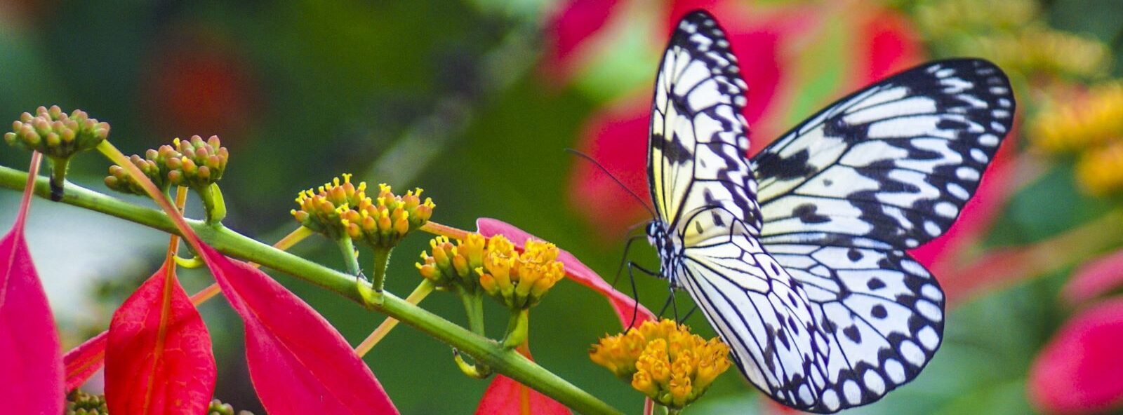 butterfly posed on tropical flowers