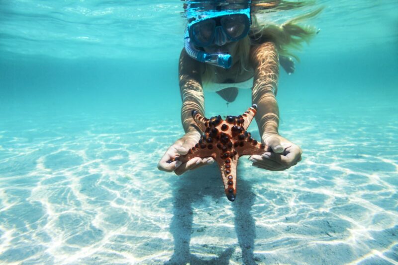 Woman snorkeling on Anna Maria Island, holding a starfish she discovered while diving