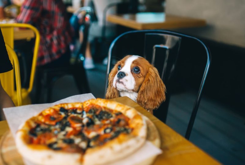 dog and pizza