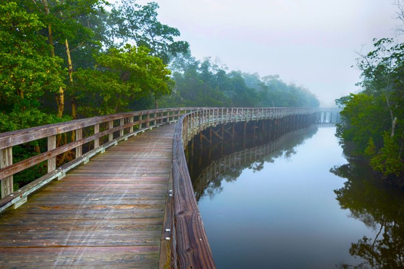 A wood walkway curves into the foggy distance with water and mangroves
