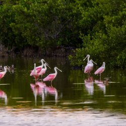 flamingos standing in water