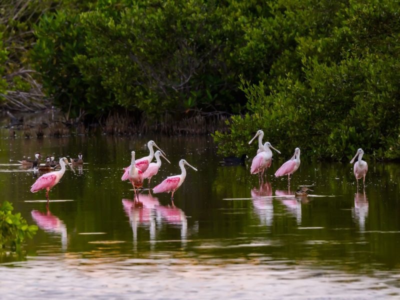 Roseate Spoonbills standing in water