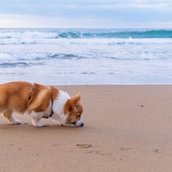 Welsh Corgi sniffing the sand at the shore with waves rolling in the background.
