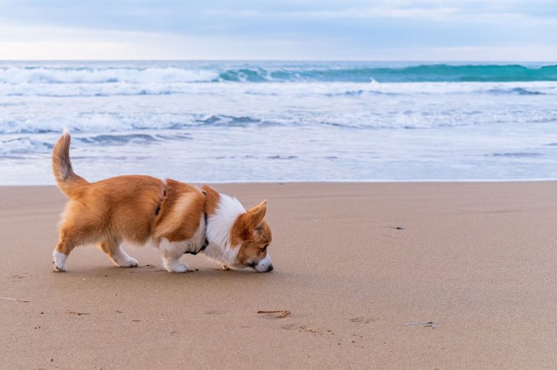 corgi on the beach